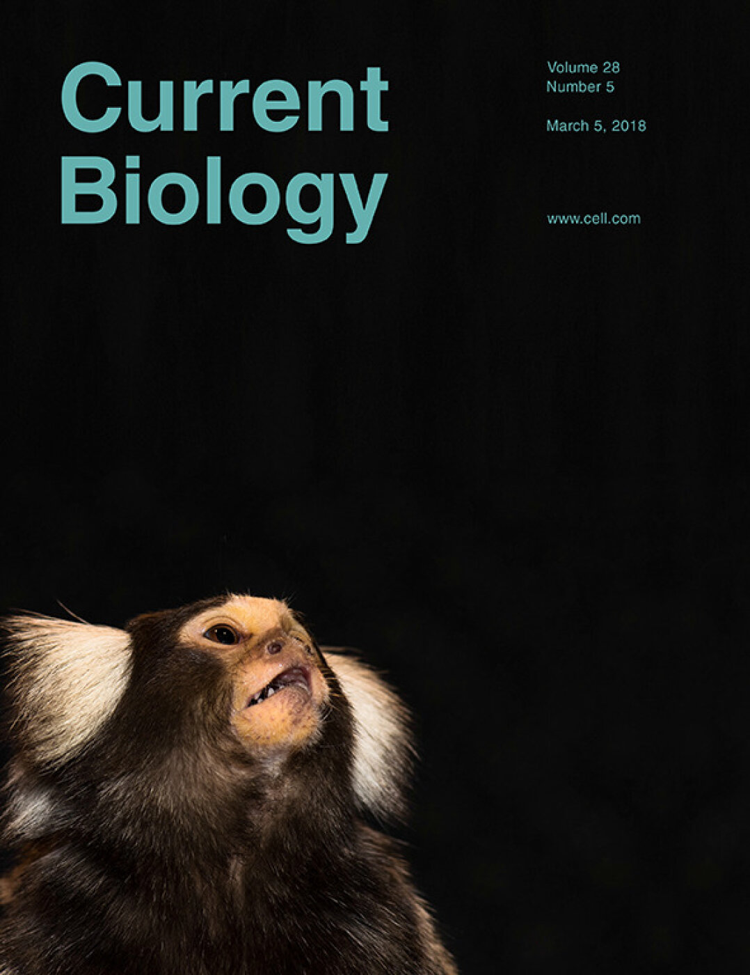 A novel region for mate choice in female zebra finches