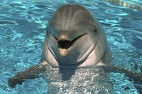 Is Dolphin Cognition Special?