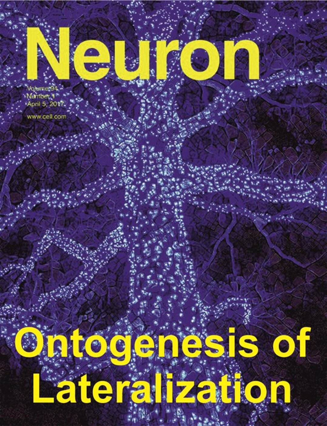 Ontogenesis of lateralization