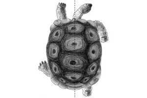 Limb Preferences in Non-Human Vertebrates.jpg