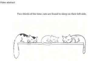lateralized sleeping positions.png