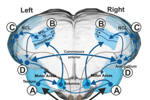 Visual categories and concepts in the avian brain