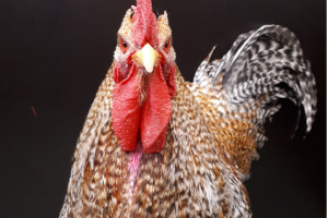 Roosters do not warn the bird in the mirror. (c) Hillemacher