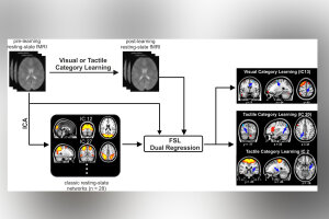 Graphical Abstract Image.jpg