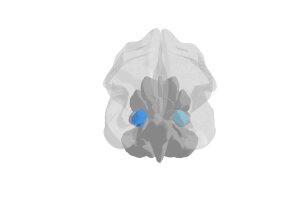 Ultra-high field imaging of the amygdala_1