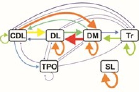 Functional  Connectivity Pattern of the Internal Hippocampal Network in Pigeons