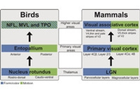 Functional organization of telencephalic visual association fields in pigeons