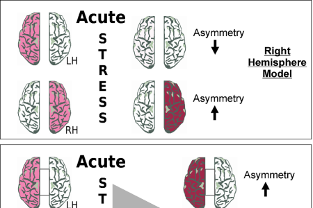 Asymmetries in the stressed brain 