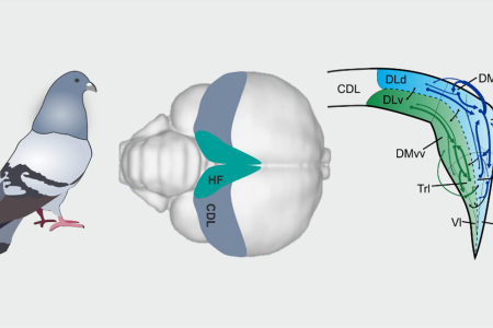 3D pose estimation enables virtual head fixation in freely moving rats -  ScienceDirect