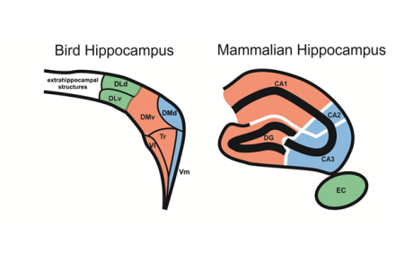 The avian and the mammalian hippocampus: A divide of 300 million years 