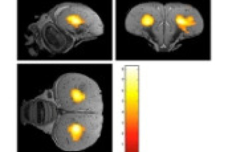 Functional MRI and functional connectivity of the visual system of awake pigeons