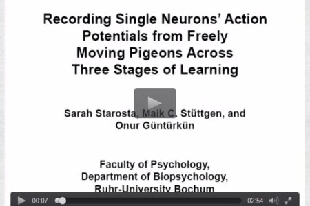 RECORding single unit activity in the freely moving pigeon