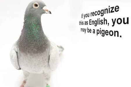 If you recognize this  as English, you may be a pigeon