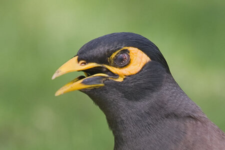 Adjusting foraging strategies: a comparison of rural  and urban common mynas