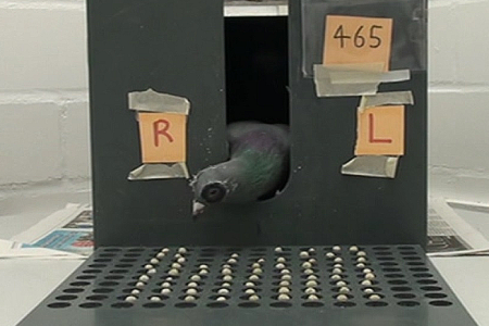 A matter of balancing left and right:  how right-hemispheric dominances develop in pigeons