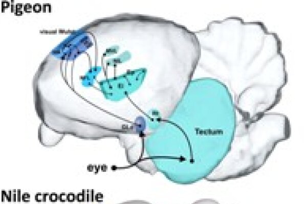 2017 Bookchapter Brains of reptiles and birds Small