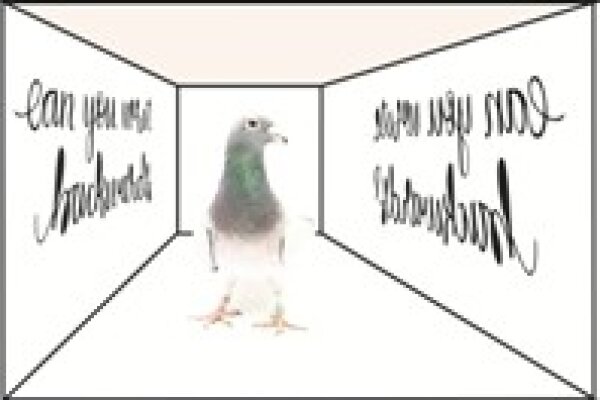 2017 Scarf Pigeons mirror reading Small