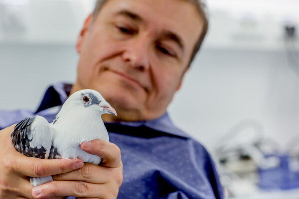 Tauben ordnen Gesehenes in Kategorien ein und helfen so der Forschung