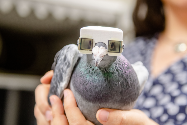 Helmet pigeon