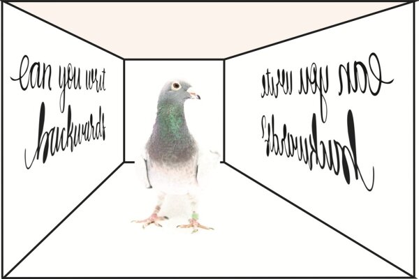 2017 Scarf Pigeons mirror reading