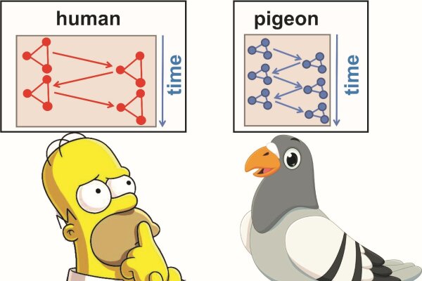 2017 Letzner How birds outperform humans