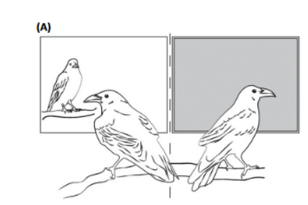 Cognition without Cortex