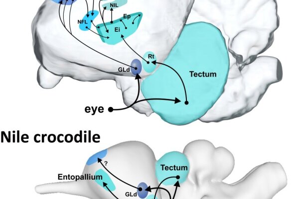2017 Bookchapter Brains of reptiles and birds