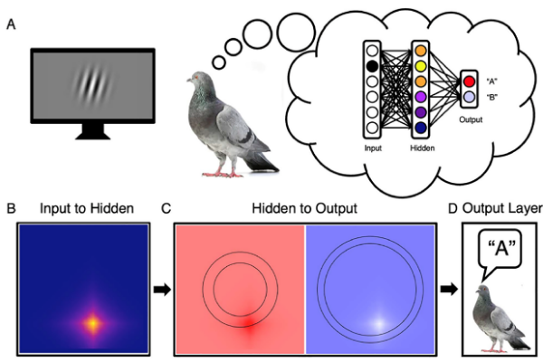 The Pigeon as a Model.png