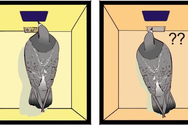 2018 Gao Nmda receptors in the avian amygdala