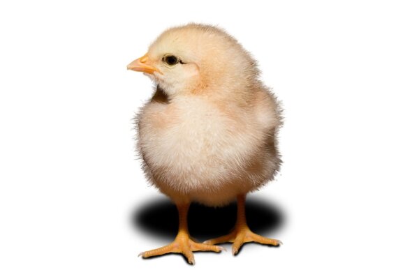 2017 Kops Neurochemistry of impulsive chicks