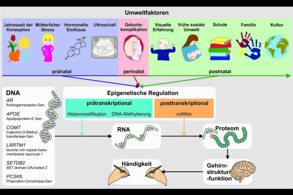 2018 Schmitz Molecular basis of handedness