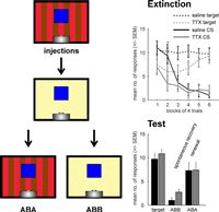 Transient inactivation of the pigeon hippocampus or the nidopallium caudolaterale during extinction learning impairs extinction retrieval in an appetitive conditioning paradigm 