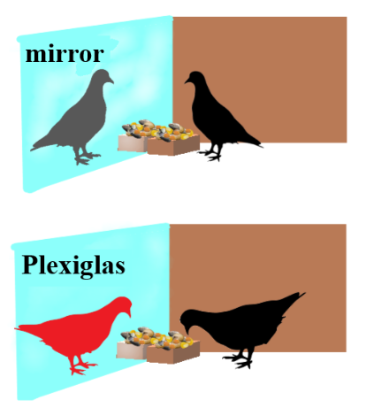Pigeons through the looking-glass