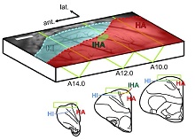 Imaging of orientation representation in the pigeon’s visual Wulst 
