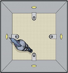 Learning of Magnetic Compass Direction in Pigeons