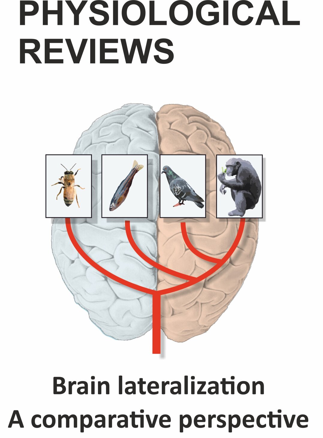 Brain lateralization: The comparative perspective