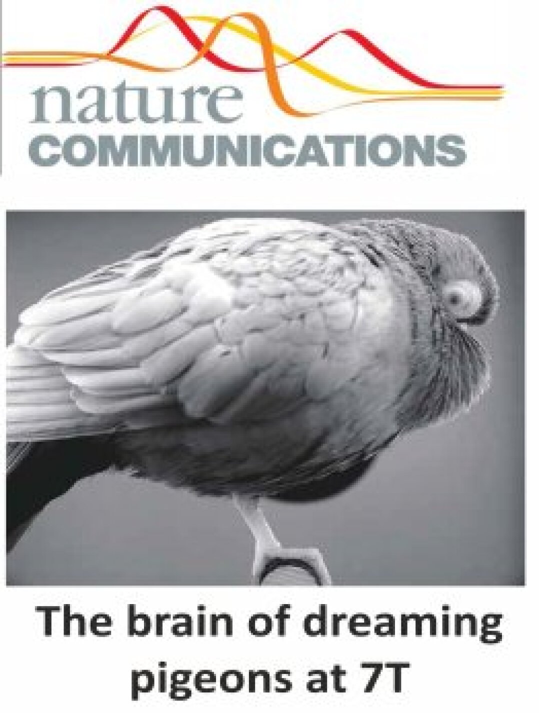 Dreaming pigeons