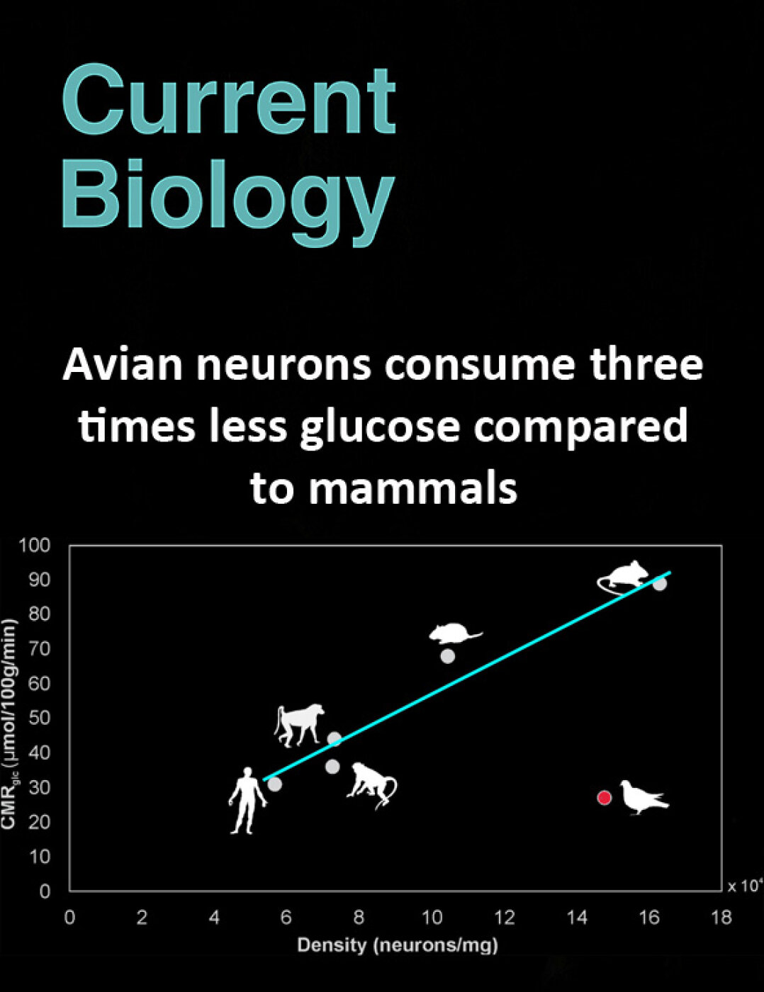 Avian neurons consume three times less glucose compared to mammals