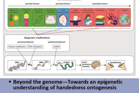 Beyond the genome—Towards an epigenetic  understanding of handedness ontogenesis