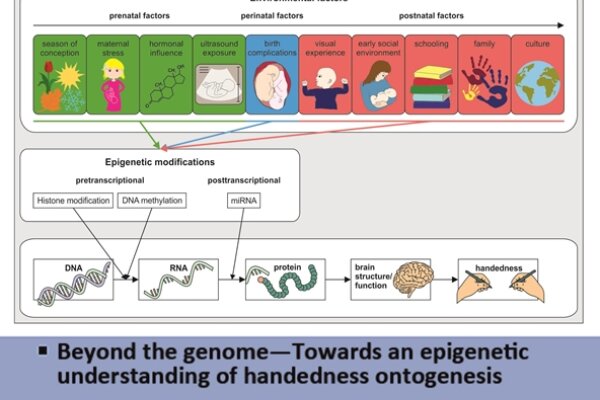 Sel Progress In Neurobiology Beyond The Genome